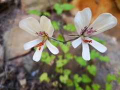 Pelargonium articulatum