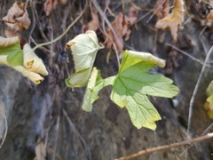 Pelargonium articulatum
