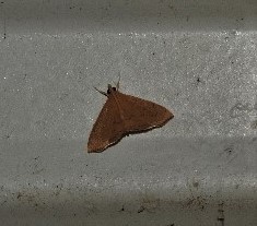 Hyalobathra crenulata