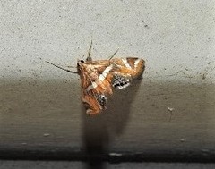 Margarosticha euprepialis