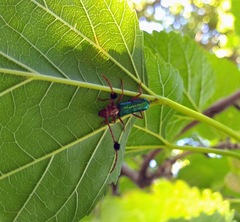 Compsocerus violaceus