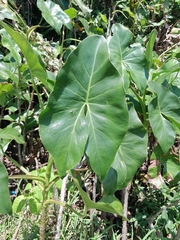 Montrichardia arborescens image