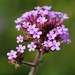 Purpletop Vervain - Photo (c) akolter, some rights reserved (CC BY-NC)