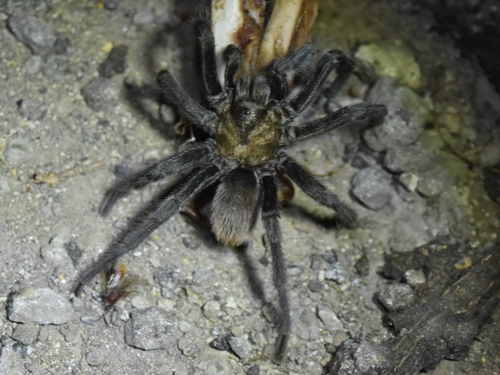Chiricahuan Gray Tarantula