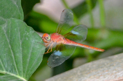 Tholymis tillarga