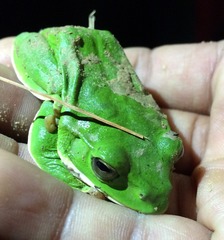 Zhangixalus smaragdinus