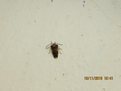 Elasmostethus nubilus