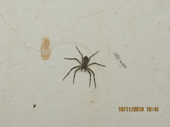 Philodromus spinitarsis