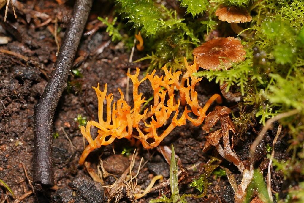 orange coral from Gruyere VIC 3770, Australia on May 27, 2023 at 11:35