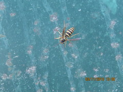 Vespula koreensis