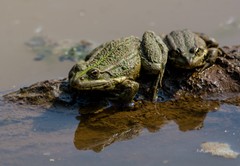 Marsh Frog photo 4