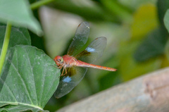 Tholymis tillarga
