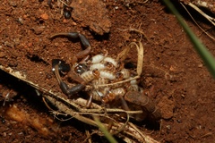 Uroplectes triangulifer