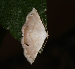 Eublemma roseonivea