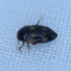 Heterosternuta wickhami