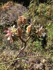 Euphorbia atropurpurea image