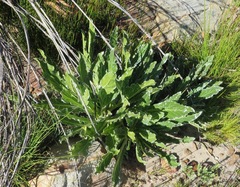 Lichtensteinia