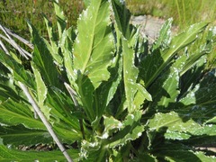 Lichtensteinia