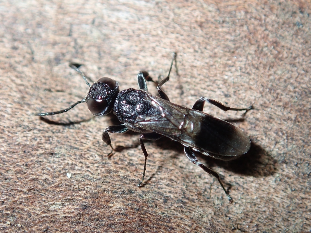 Ophrynopus