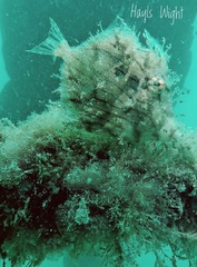 Chaetodermis penicilligerus