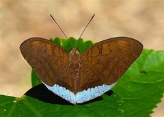 Tanaecia julii