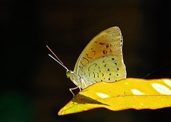 Tanaecia julii