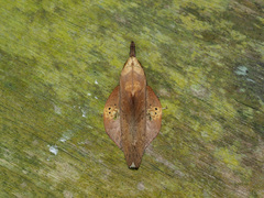 Gastropacha leopoldi