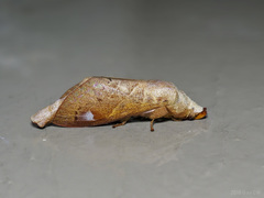 Paralebeda uniformis