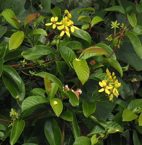 Tristellateia australasiae