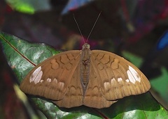 Tanaecia julii