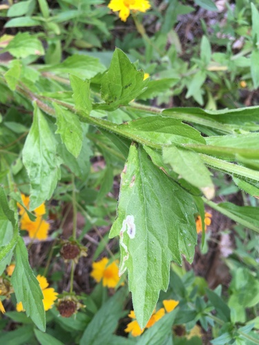 Aster Leafminer
