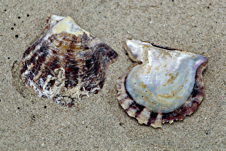 黒蝶貝ネックレス 9-12mm　black lipped oyster RARE Pinctada Margaritifera Shells, Lipped Mother of Pearl
