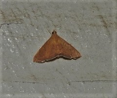 Hyalobathra crenulata
