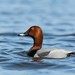 Common Pochard - Photo (c) Александр, some rights reserved (CC BY-NC-SA), uploaded by Александр