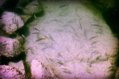 Lutjanus ehrenbergii