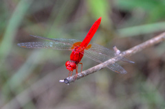 Crocothemis servilia