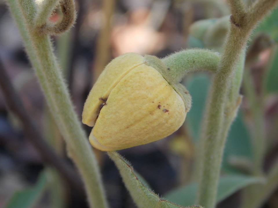 Annona stenophylla (Dwarf Custard Apple)