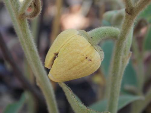 Annona stenophylla subsp. nana image