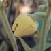 Annona stenophylla - Photo (c) i_c_riddell, alguns direitos reservados (CC BY), uploaded by i_c_riddell
