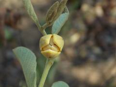 Annona stenophylla image