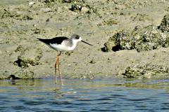 Himantopus himantopus