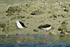 Himantopus himantopus