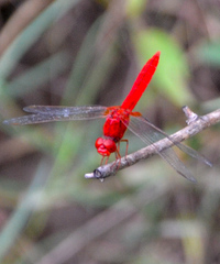 Crocothemis servilia