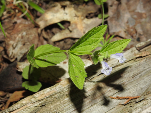Image of Scutellaria nervosa by no rights reserved