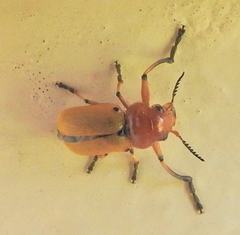 Antipus rufus