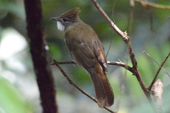 Alophoixus ochraceus