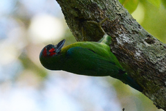 Psilopogon duvaucelii