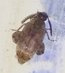 Coleoptera
