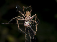 Olios sericeus