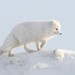 北極狐 - Photo 由 Alexander Yakovlev 所上傳的 (c) Alexander Yakovlev，保留部份權利CC BY-NC